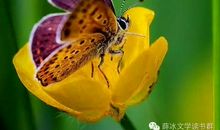 为自己喝彩——蝴蝶的生命_650字