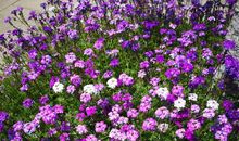 生命像花儿一样开放_800字