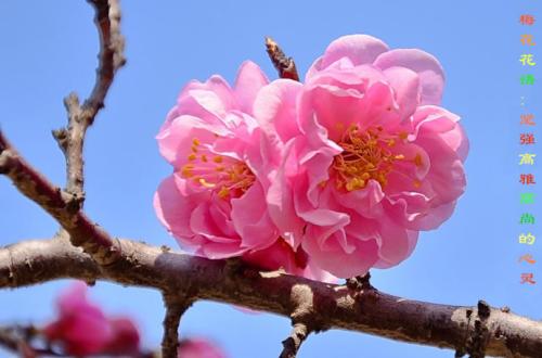 生命是一种往往无法忍受的花_650字