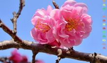 生命是一朵常开不败的花_650字