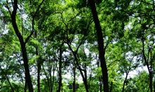 树林的依稀中，微微透射的那抹烛红 _350字