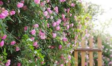 蔷薇花开花谢_700字