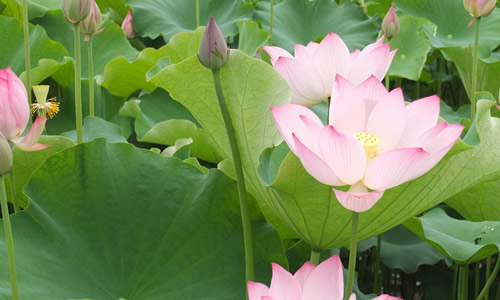 莲花的构图：lingbo童话 - 莲花_550字