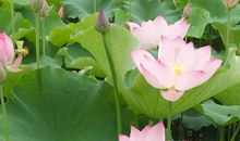 关于荷花的作文：凌波仙子——荷花_550字