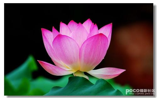 莲花的构图：我喜欢莲花_550字