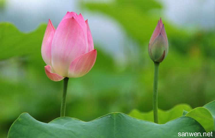 莲花上的组成：莲花_1200字