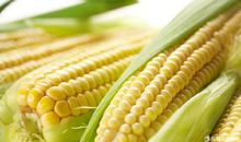 秋天的玉米_650字