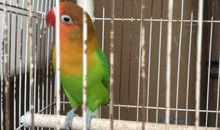 我爱小八哥_650字