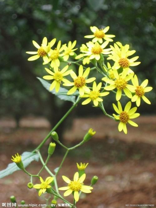 用邱茹组成：我爱你，野生菊花_400字