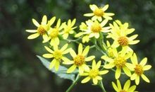 关于秋菊的作文：我爱你，野菊花_400字