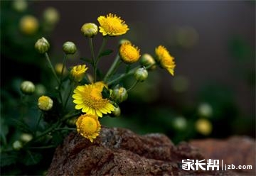与秋州的组成：家乡的野生菊花_1200字