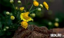 关于秋菊的作文：故乡的野菊花_1200字