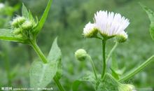 关于秋菊的作文：野菊花_600字