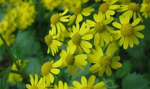 关于秋菊的作文：我心中的野菊花_600字