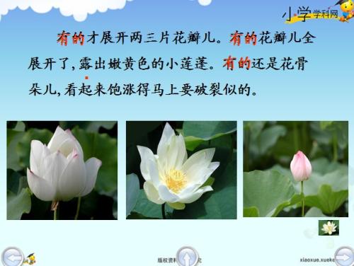莲花的构图：莲花在7月_600字