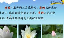 关于荷花的作文：七月初的荷花_600字