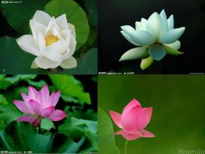 莲花的构图：莲花的美丽_500字