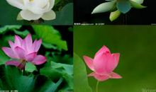 关于荷花的作文：荷花之美_500字