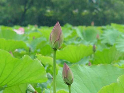 莲花上的组成：莲花颂_1200字