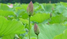 关于荷花的作文：荷花颂_1200字