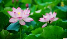 关于荷花的作文：我爱荷花_1000字