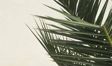 我想化作……_750字