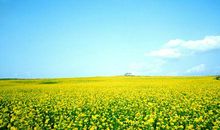 乡村的早晨_450字