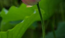 雨中新风景_600字