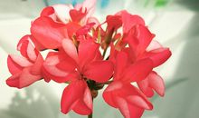 阳光正好，却撒不进你的心_400字