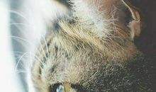 动物好段好句：小动物的好句好段_600字