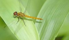 描写蜻蜓的比喻句