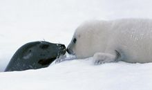 动物好段好句：小动物的好句好段_650字