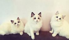 动物好段好句：小动物的好句好段_800字