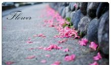 落花纷零，无悔的言语_150字