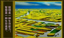 聪明与智慧_1200字