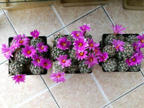 cactus_1500字