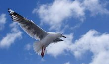 中外战争史上动物“助战”趣闻