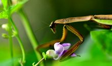 从只那螳螂说起_800字