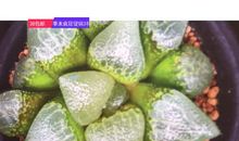 种子有根_1200字