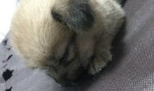 院中的流浪狗_1200字