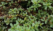 当草长成树的高度_1200字