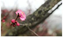 那一树红梅_1000字