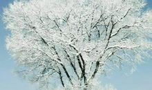 快乐的冬天_650字