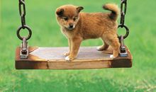 可爱的小狗狗_1200字