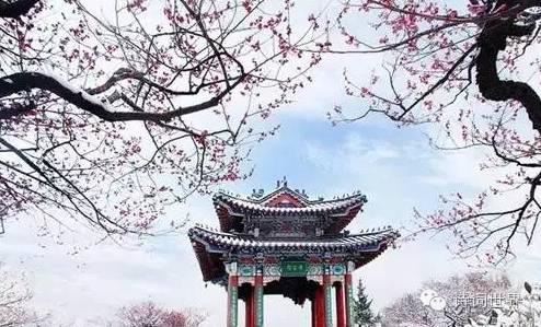 梅花_1200字