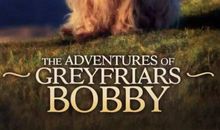 小狗波比真不简单_1000字