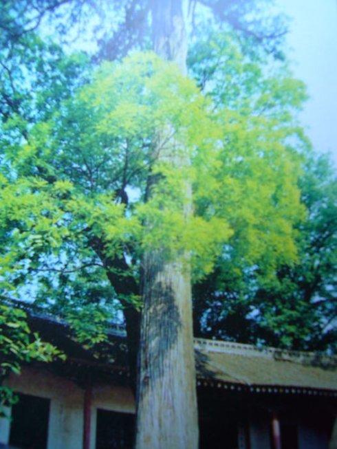 树我们拥抱_550字