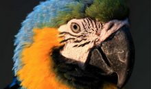 可爱的虎皮鹦鹉_800字