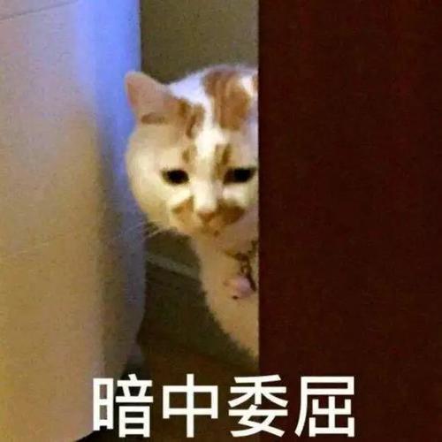 我想念我的大傻猫_1200字