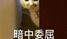 想念我的大傻猫_1200字